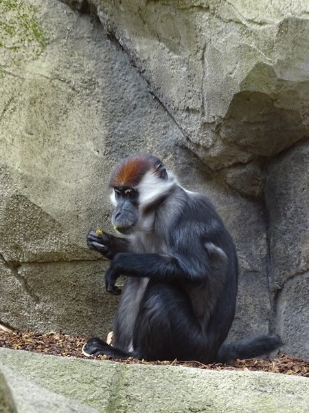 Collared mangabey (Cercocebus torquatus)