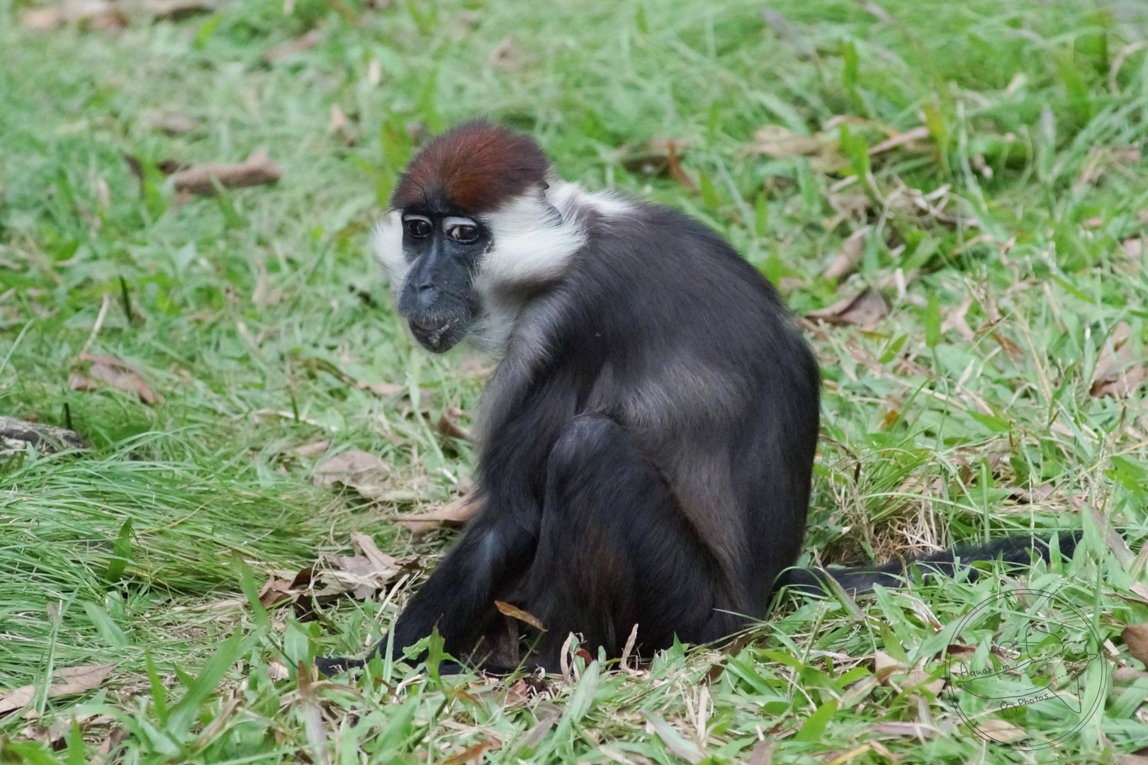Collared Mangabey (Cercocebus torquatus)