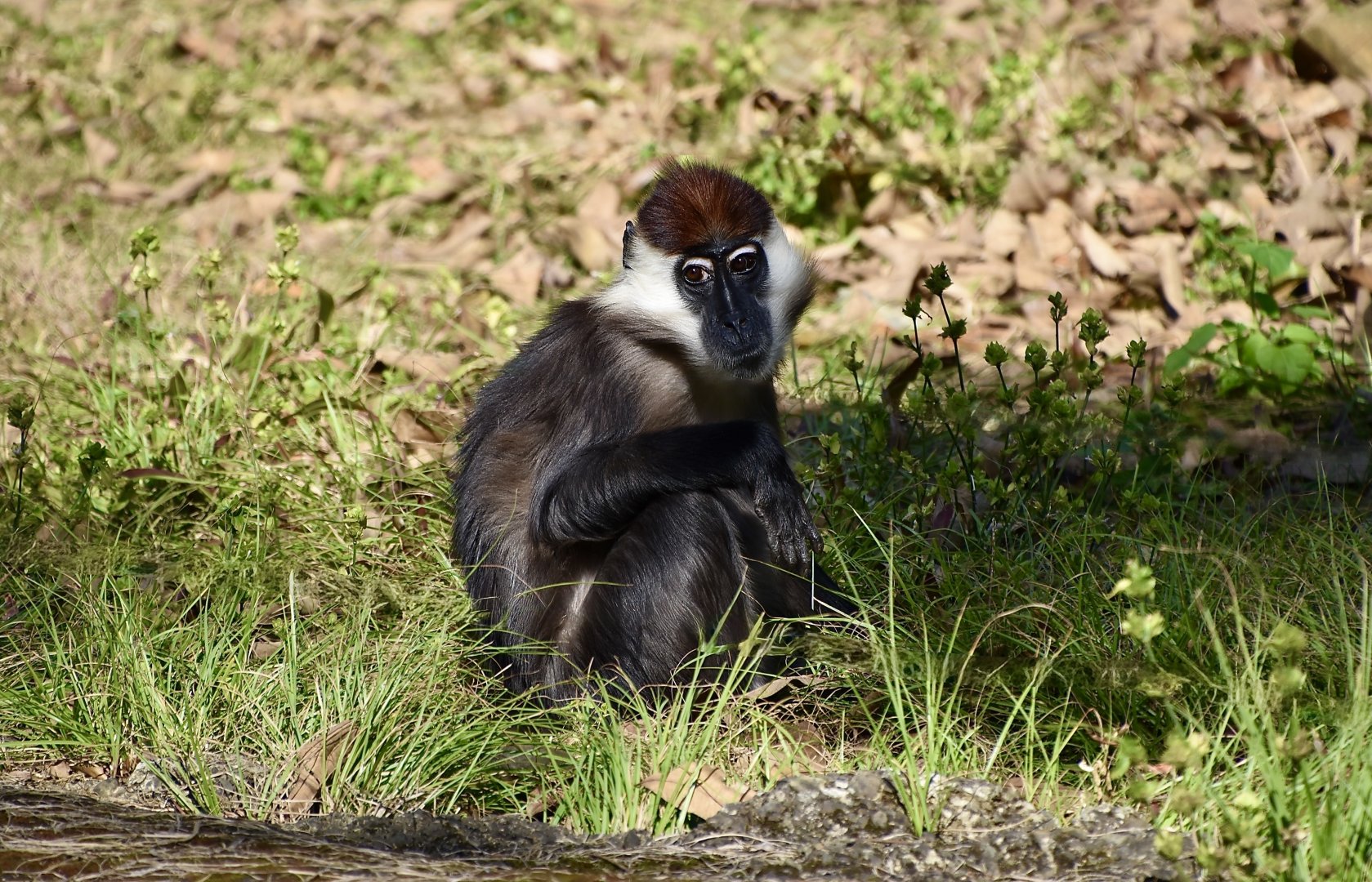 Collared Mangabey (Cercocebus torquatus)