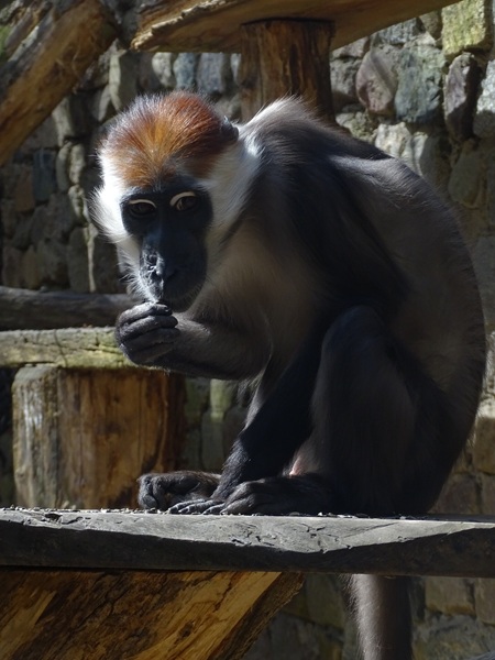 Collared mangabey (Cercocebus torquatus)