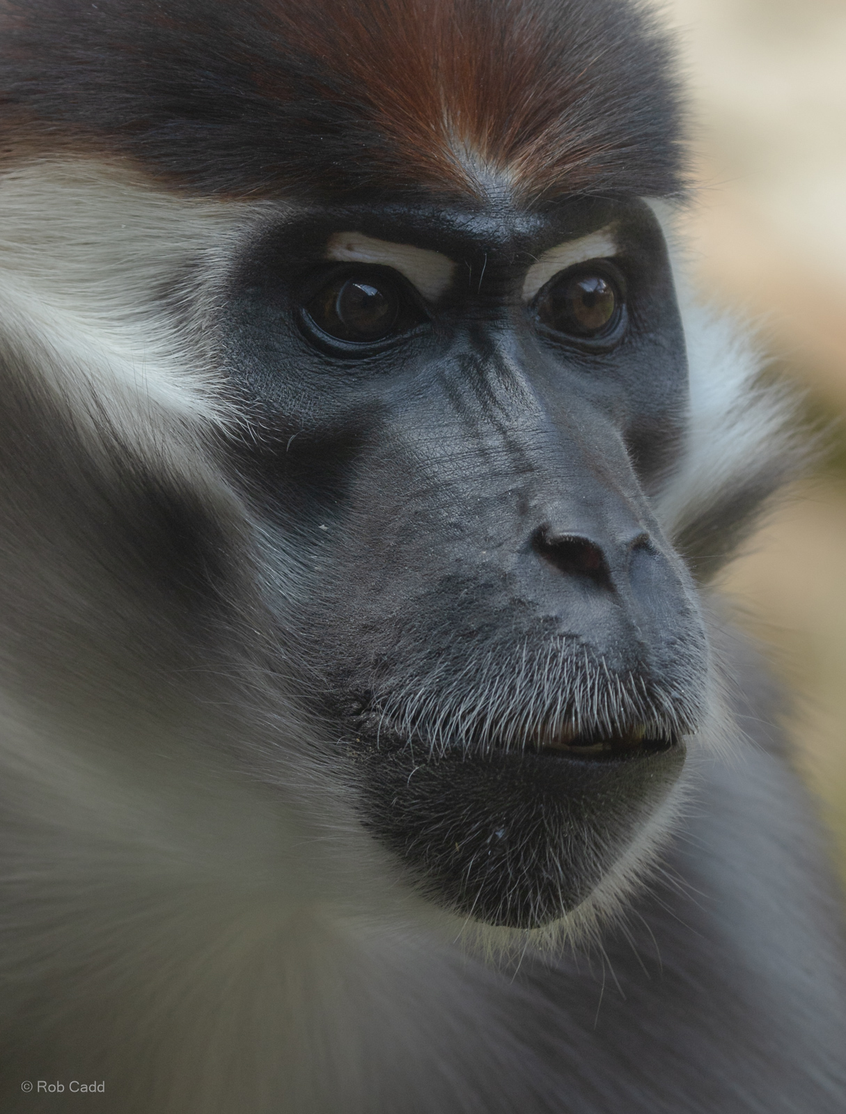 Collared mangabey : Colchester Zoo : 21 Jun 2024