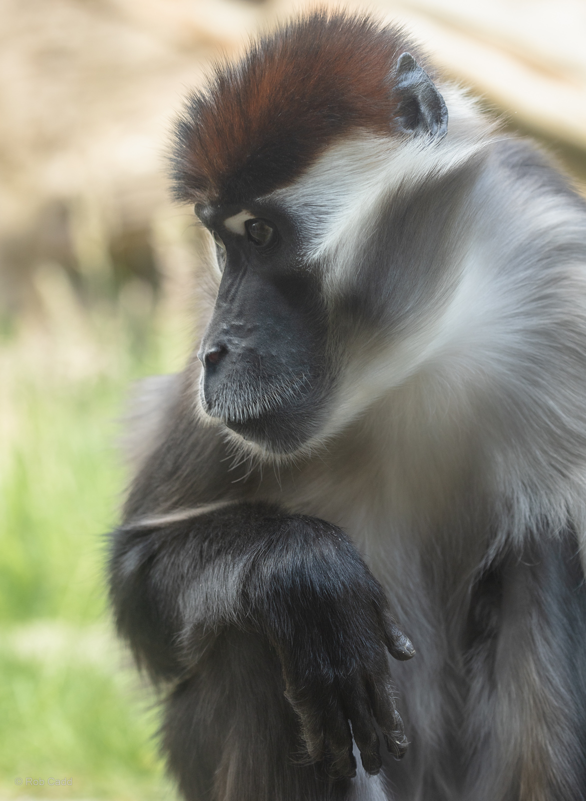 Collared mangabey : Colchester Zoo : 21 Jun 2024