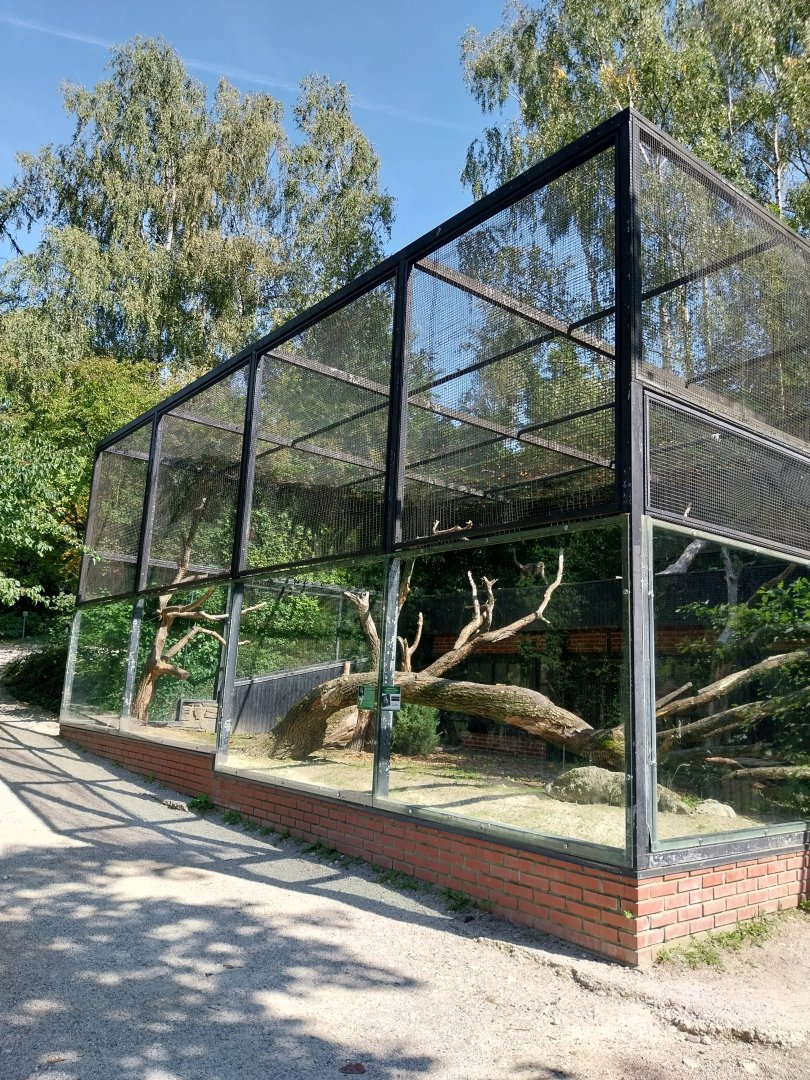 Collared mangabey enclosure