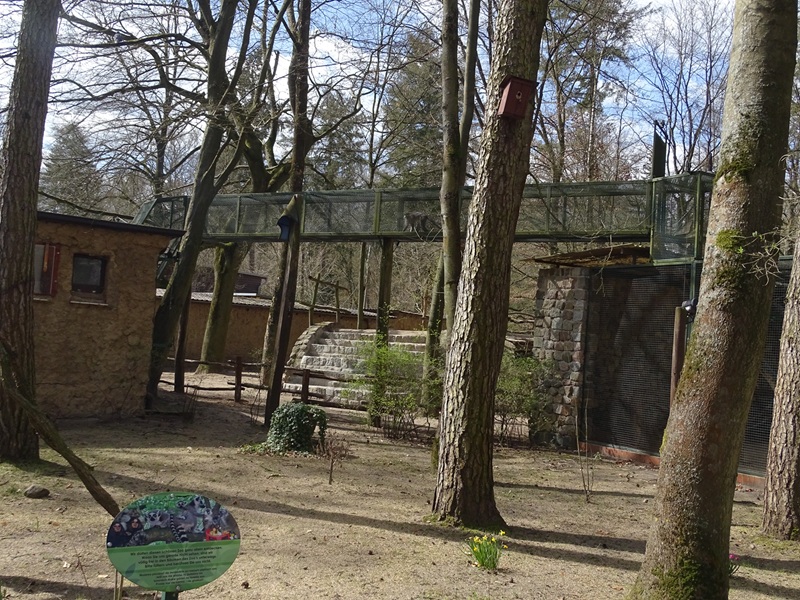 Collared mangabey enclosure