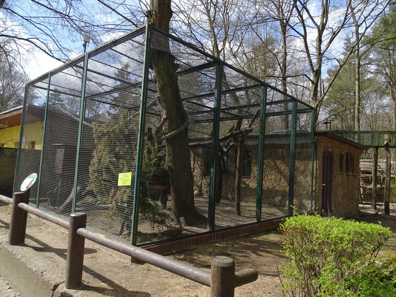 Collared mangabey enclosure