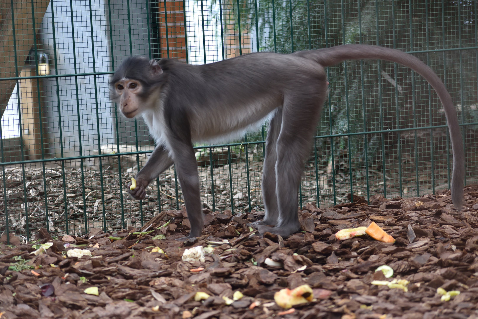 Collared mangabey - Espace zoologique de Saint Martin la Plaine 2023