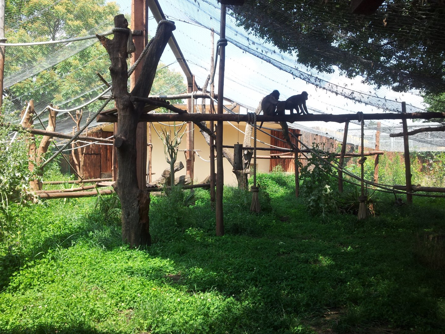 Collared Mangabey Exhibit