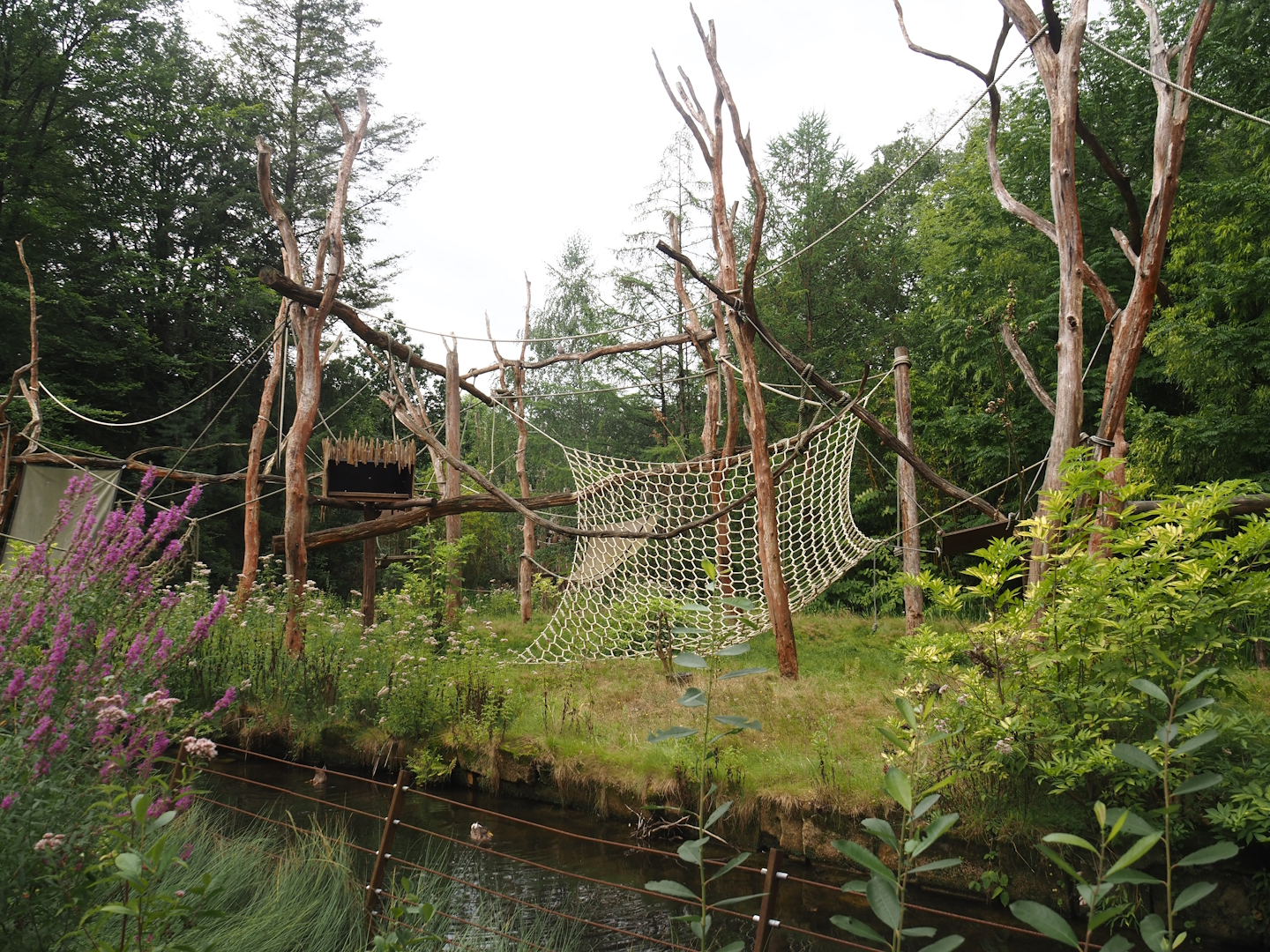 Collared mangabey island, 2024-08-18