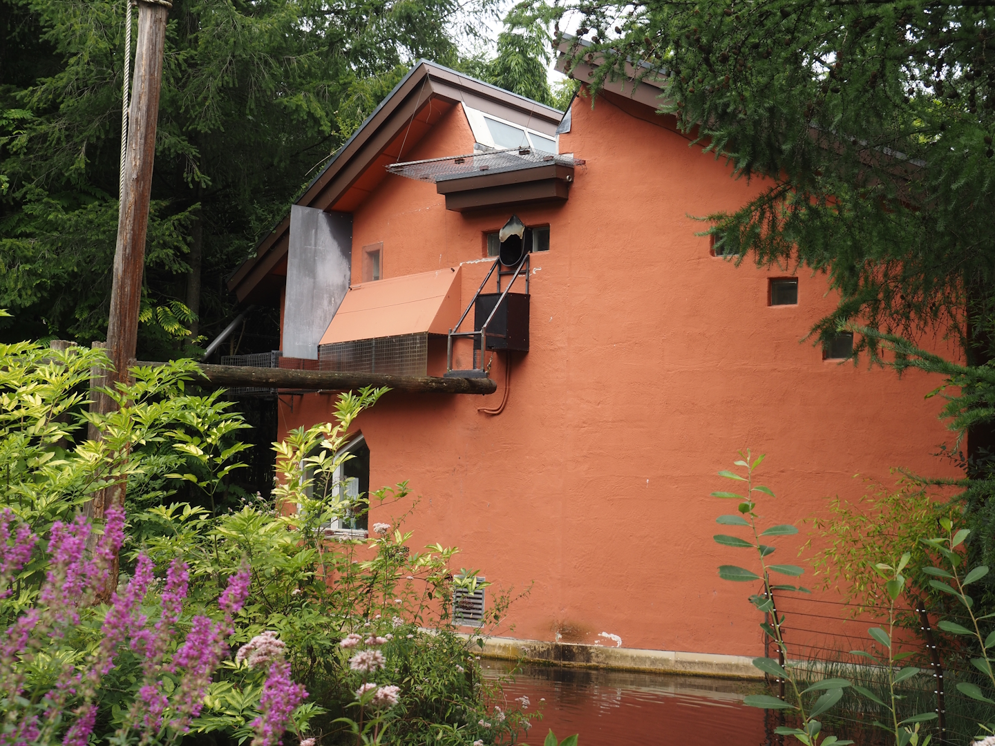 Collared mangabey side of the Lion-tailed macaque and Collared mangabey house, 2024-08-18
