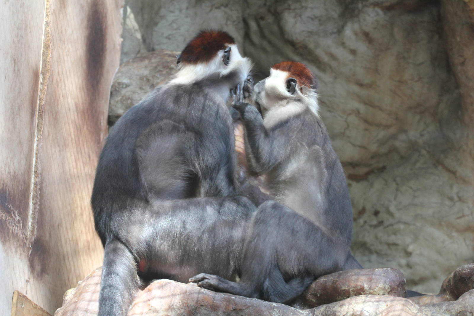 Collared mangabey