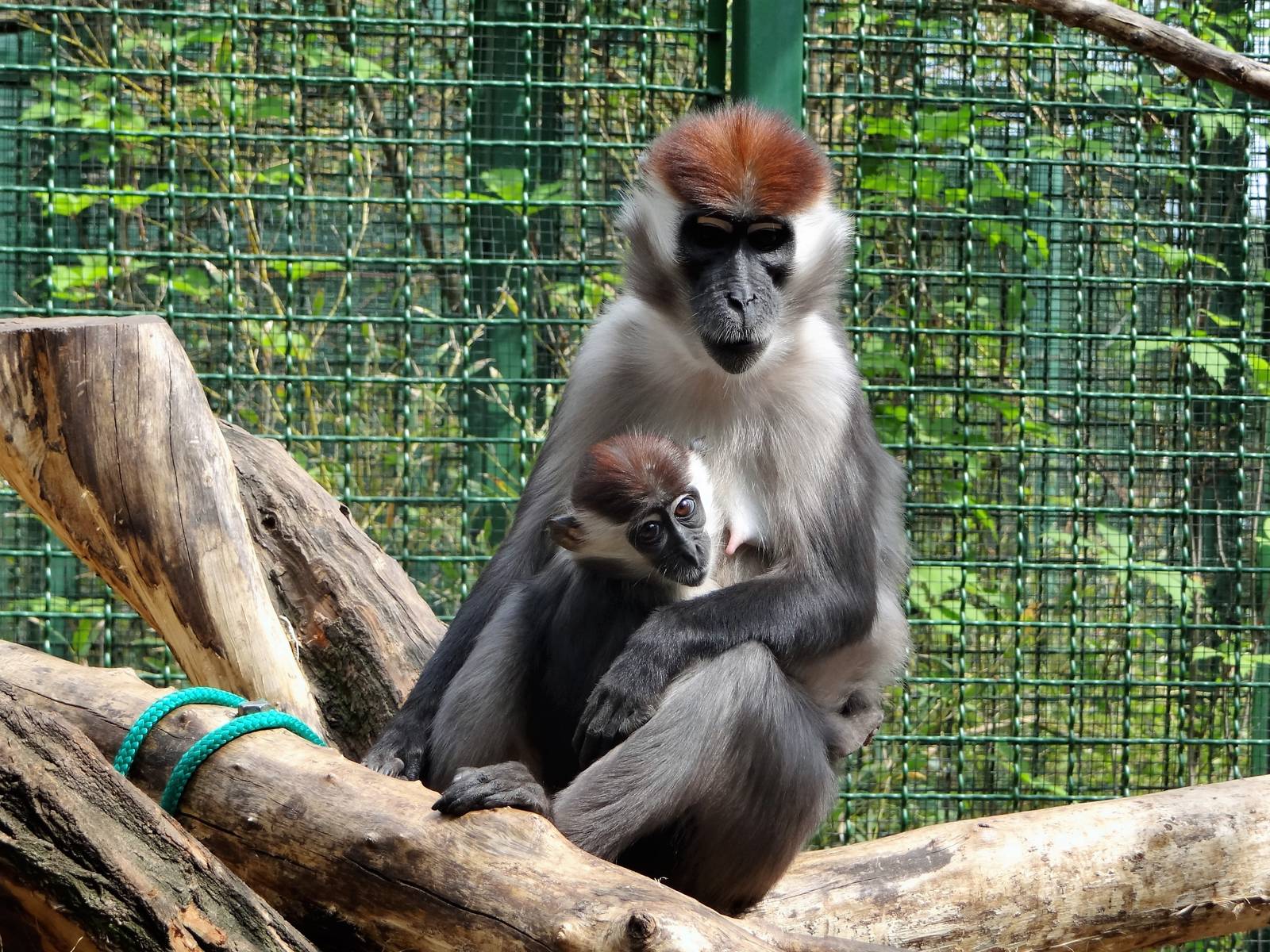 Collared Mangabey