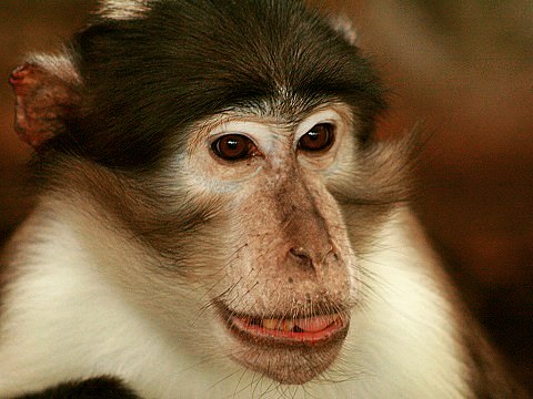 Collared Mangabey