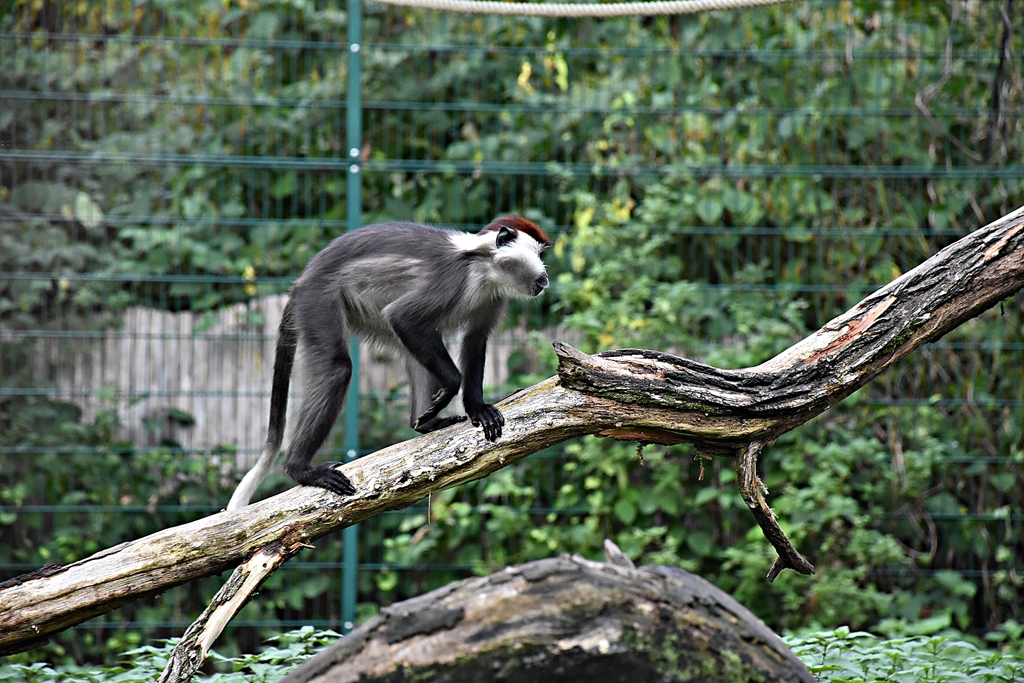 Collared mangabey