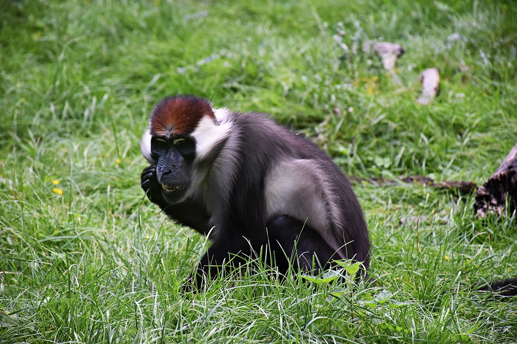 Collared mangabey
