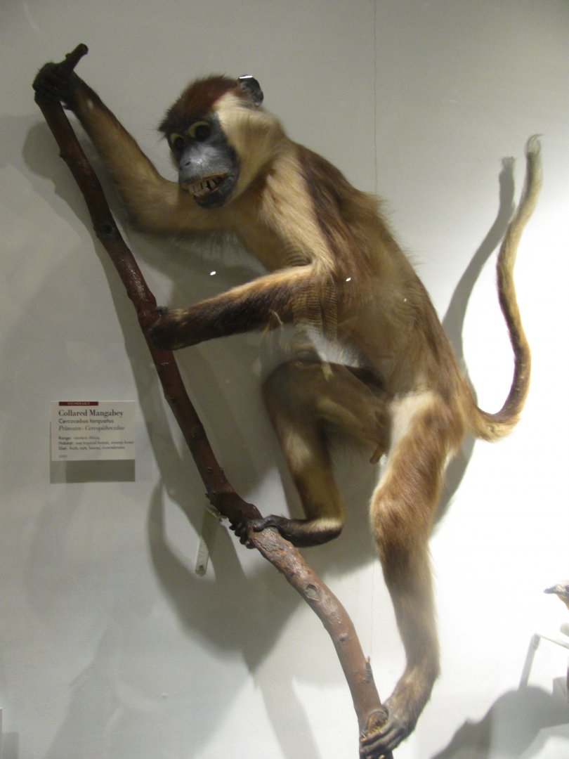 Collared Mangabey
