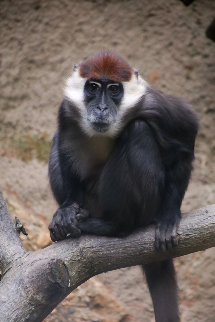 Collared Mangabey