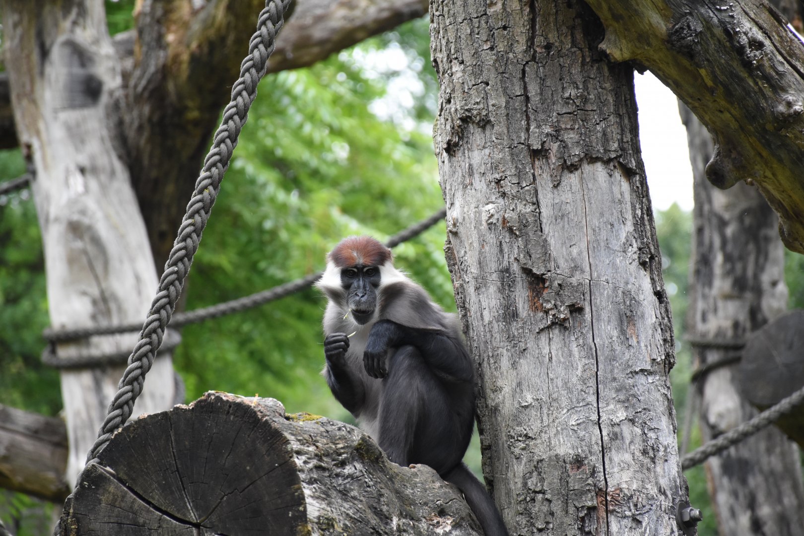 Collared mangabey