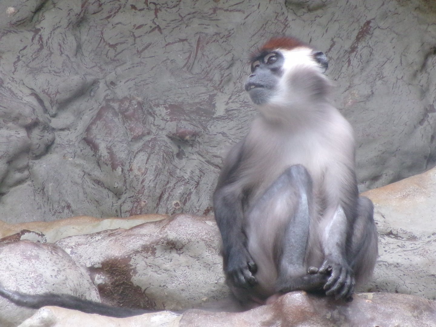 Collared mangabey