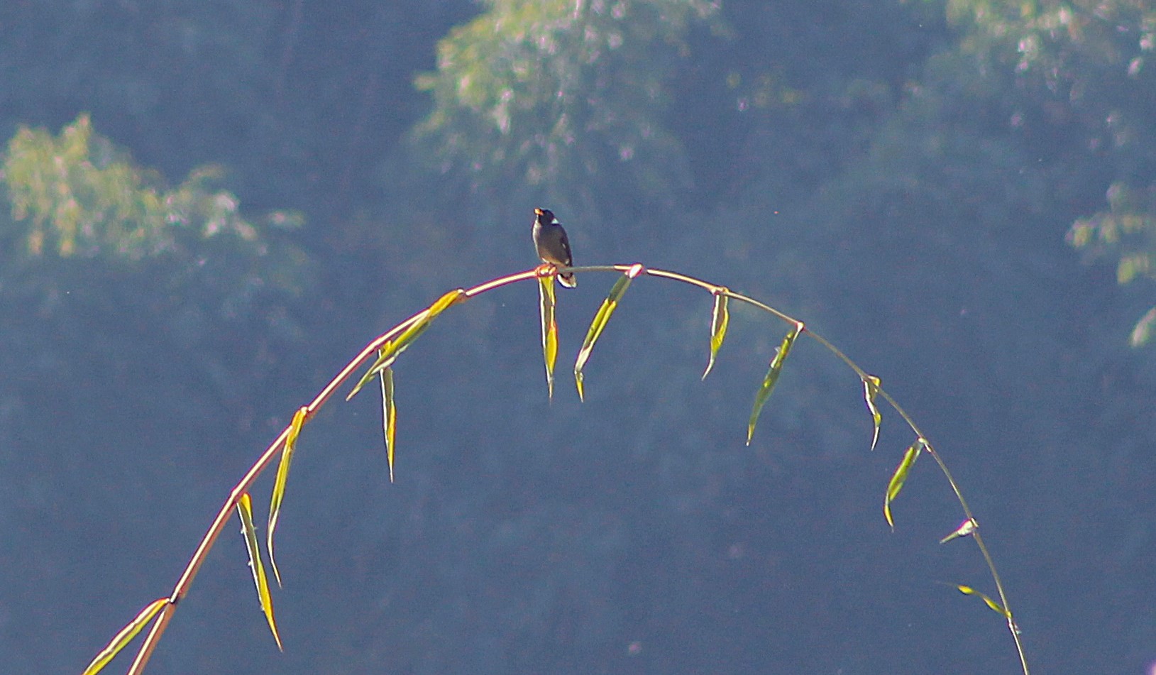 Collared Mynah (Acridotheres albocinctus)