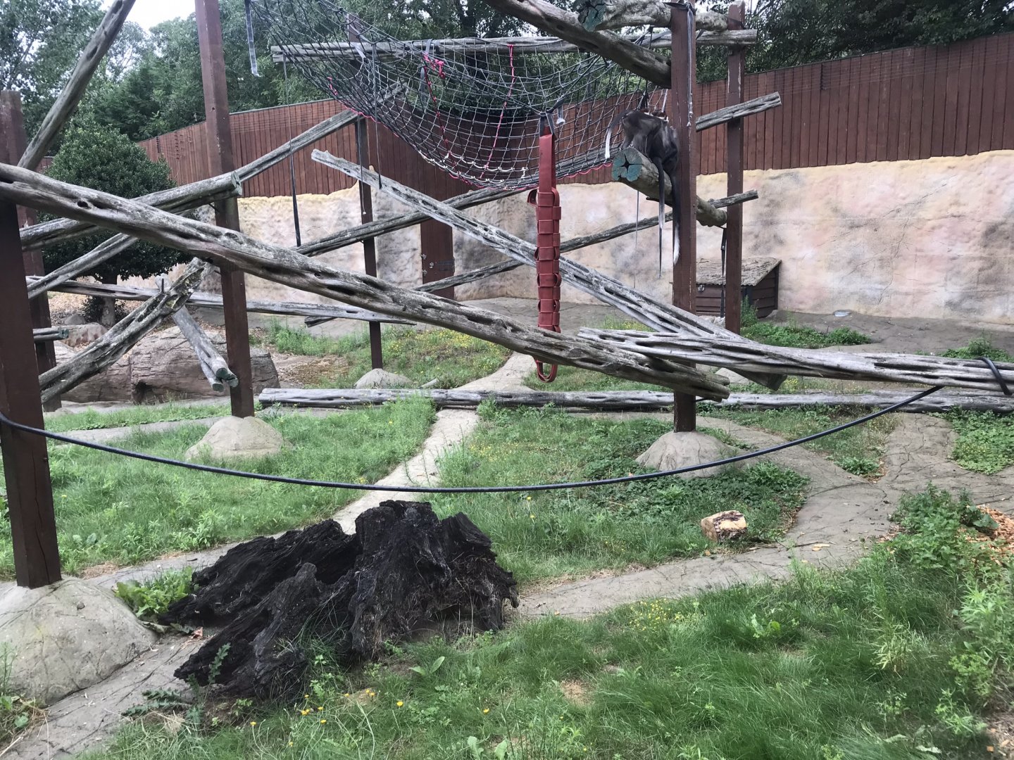 Collared or Cherry-crowned mangabey exhibit 050819