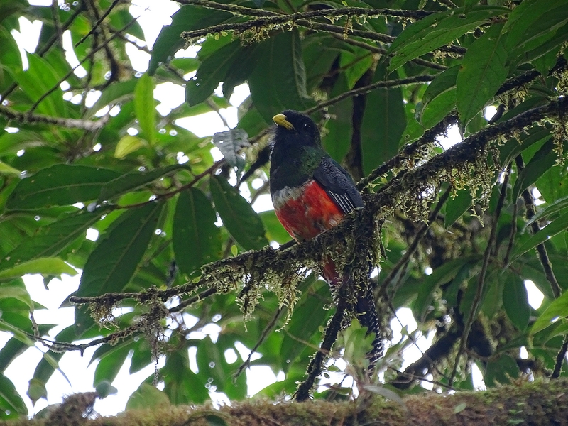Collared (Orange-bellied) trogon, male