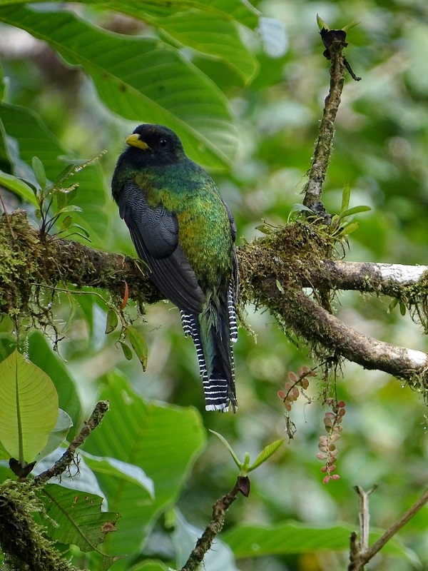Collared (Orange-bellied) trogon, male