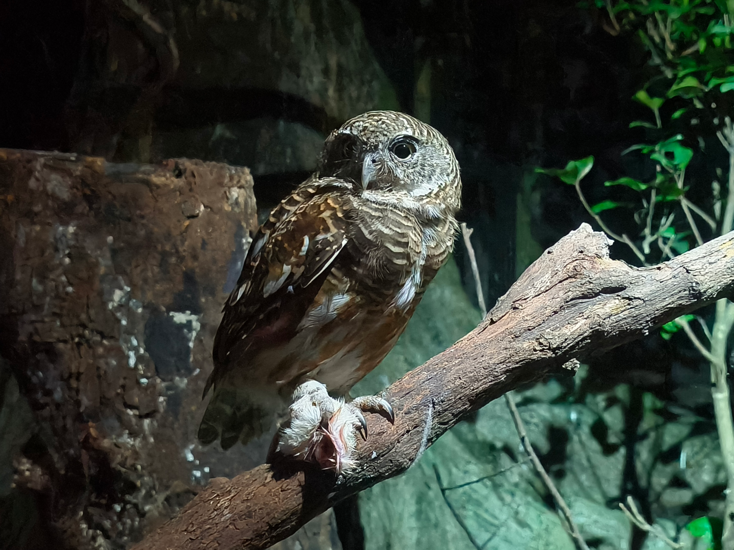 Collared Owlet (Glaucidium brodiei)