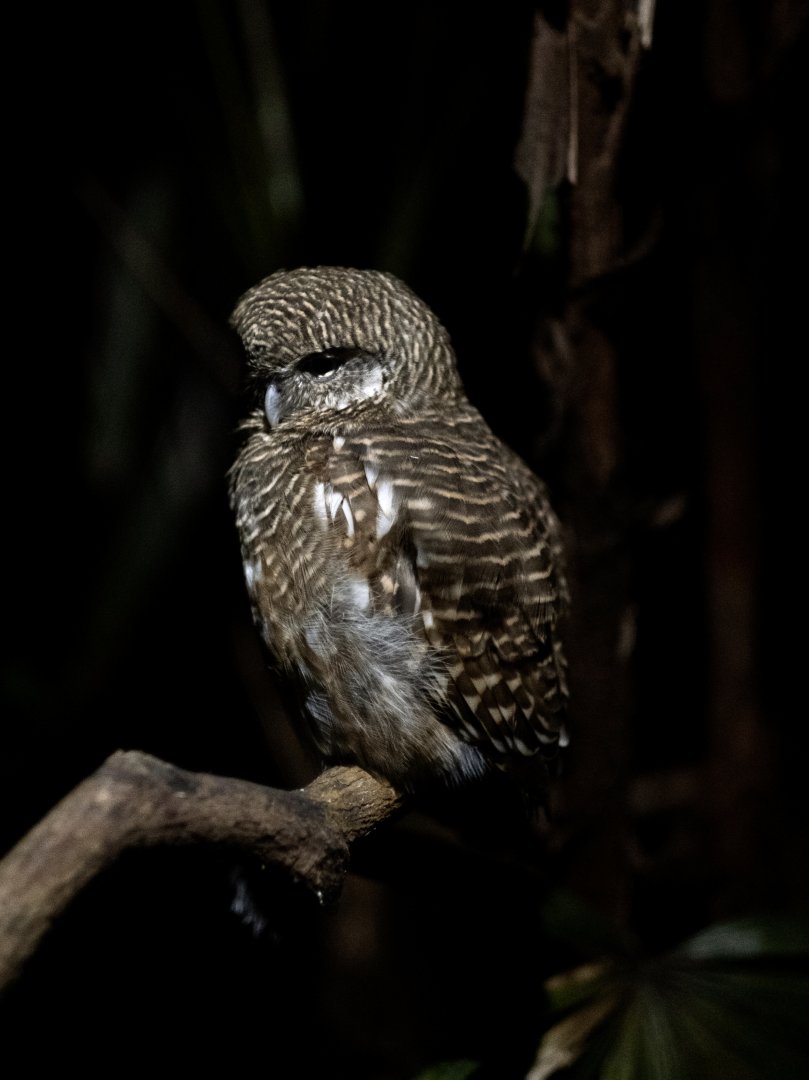Collared Owlet (Taenioptynx brodiei)