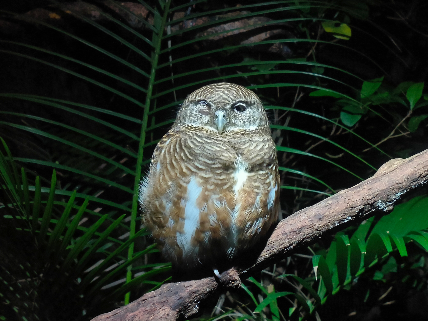 Collared Owlet (Taenioptynx brodiei)