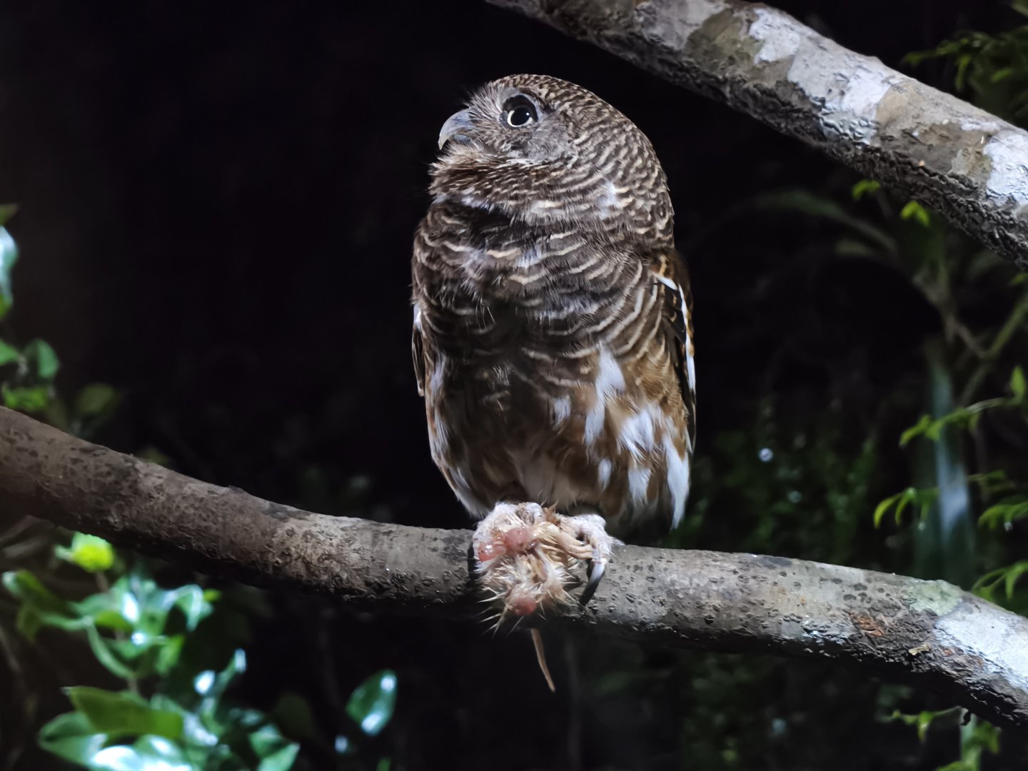 Collared Owlet (Taenioptynx brodiei)