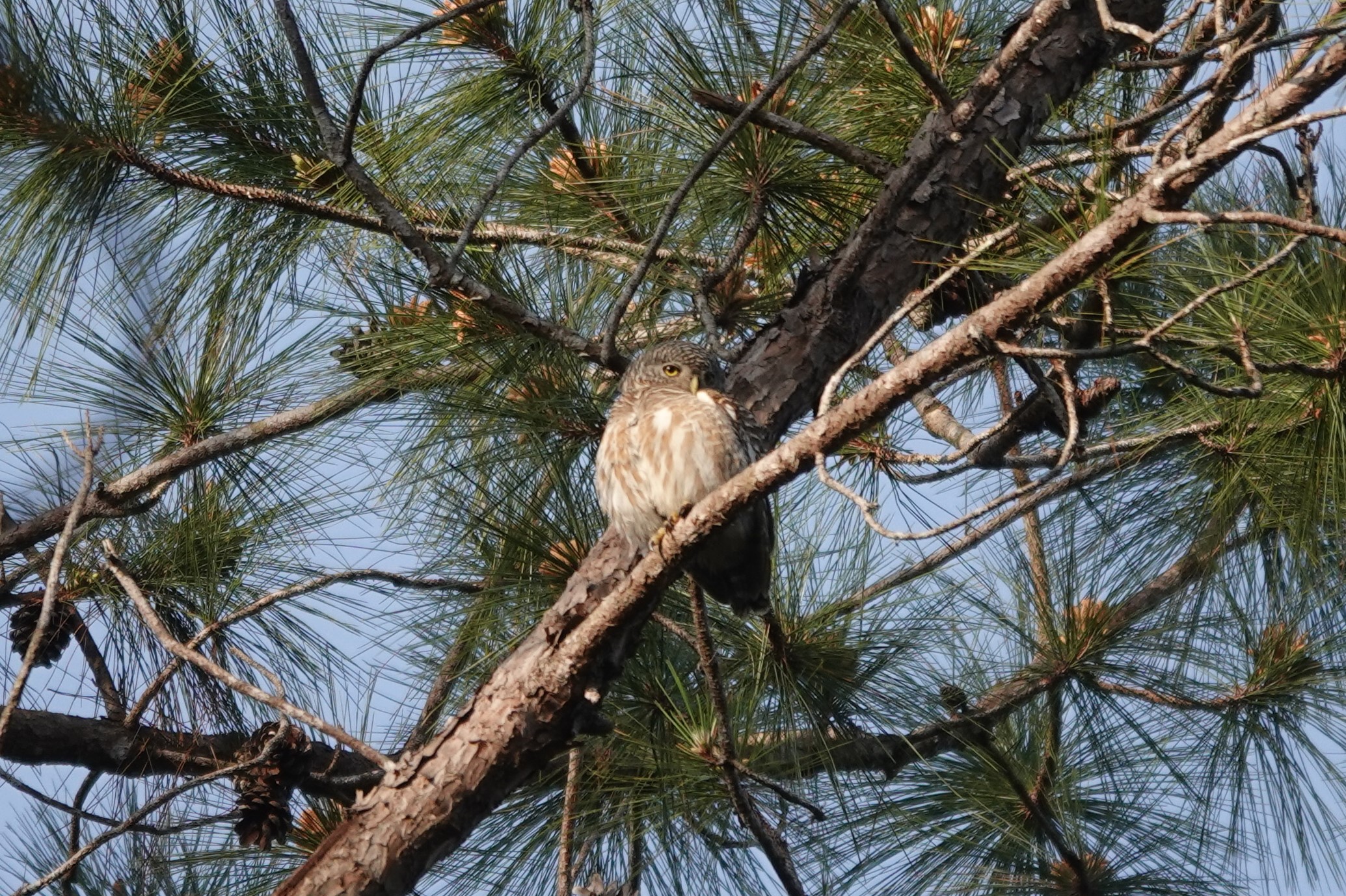 Collared Owlet