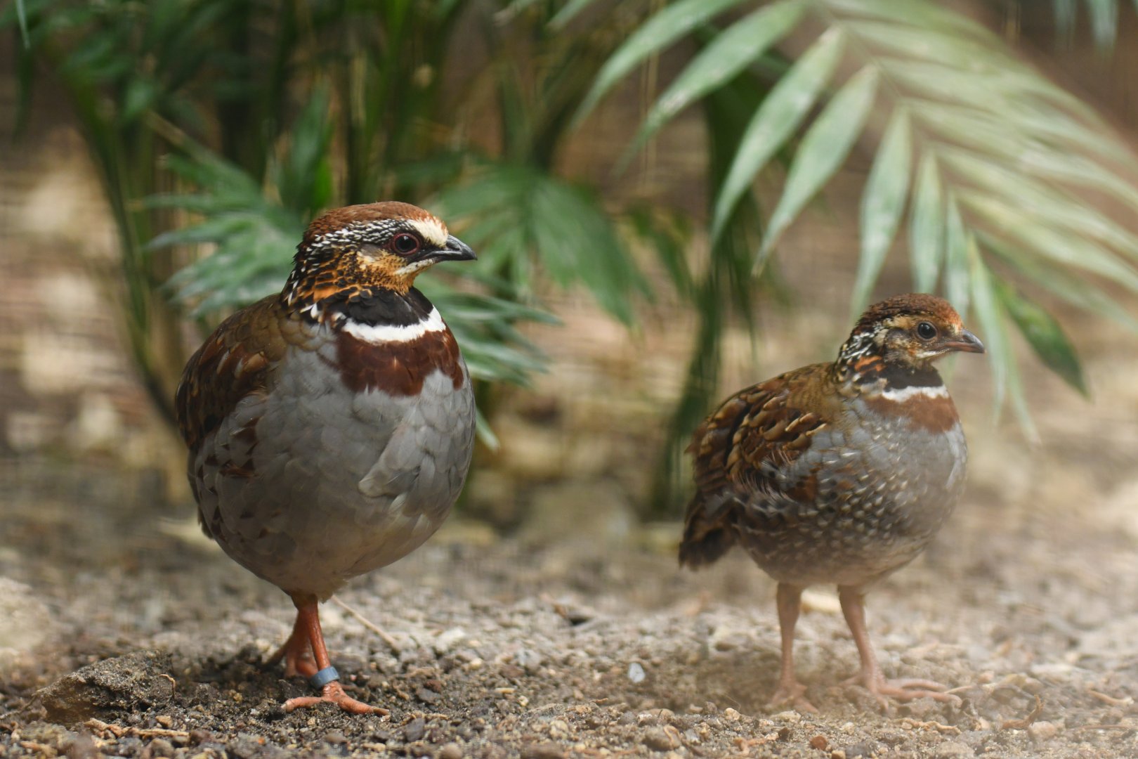 Collared partridge (Arborophila gingica)