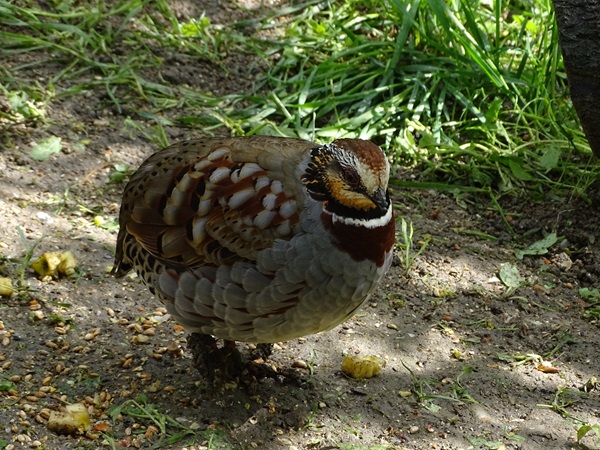 Collared partridge (Arborophila gingica)