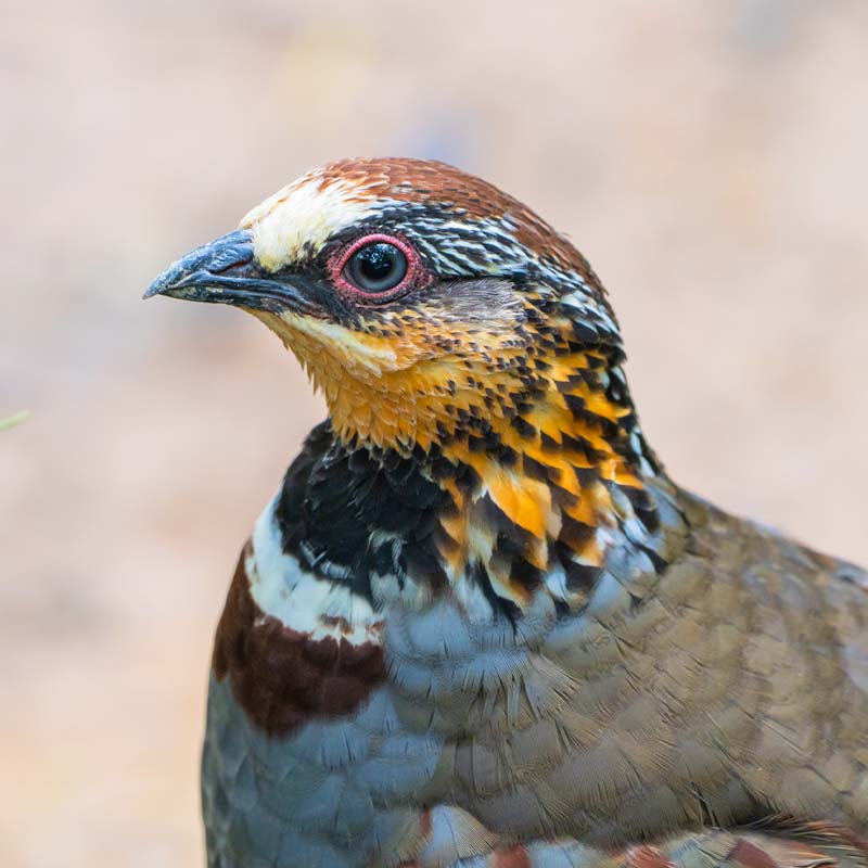 Collared Partridge (Arborophila Gingica)