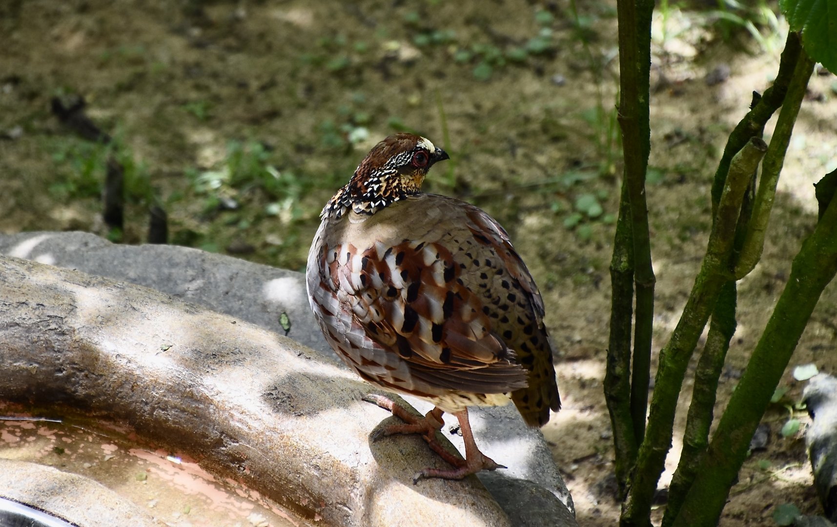 Collared Partridge (Arborophila gingica)