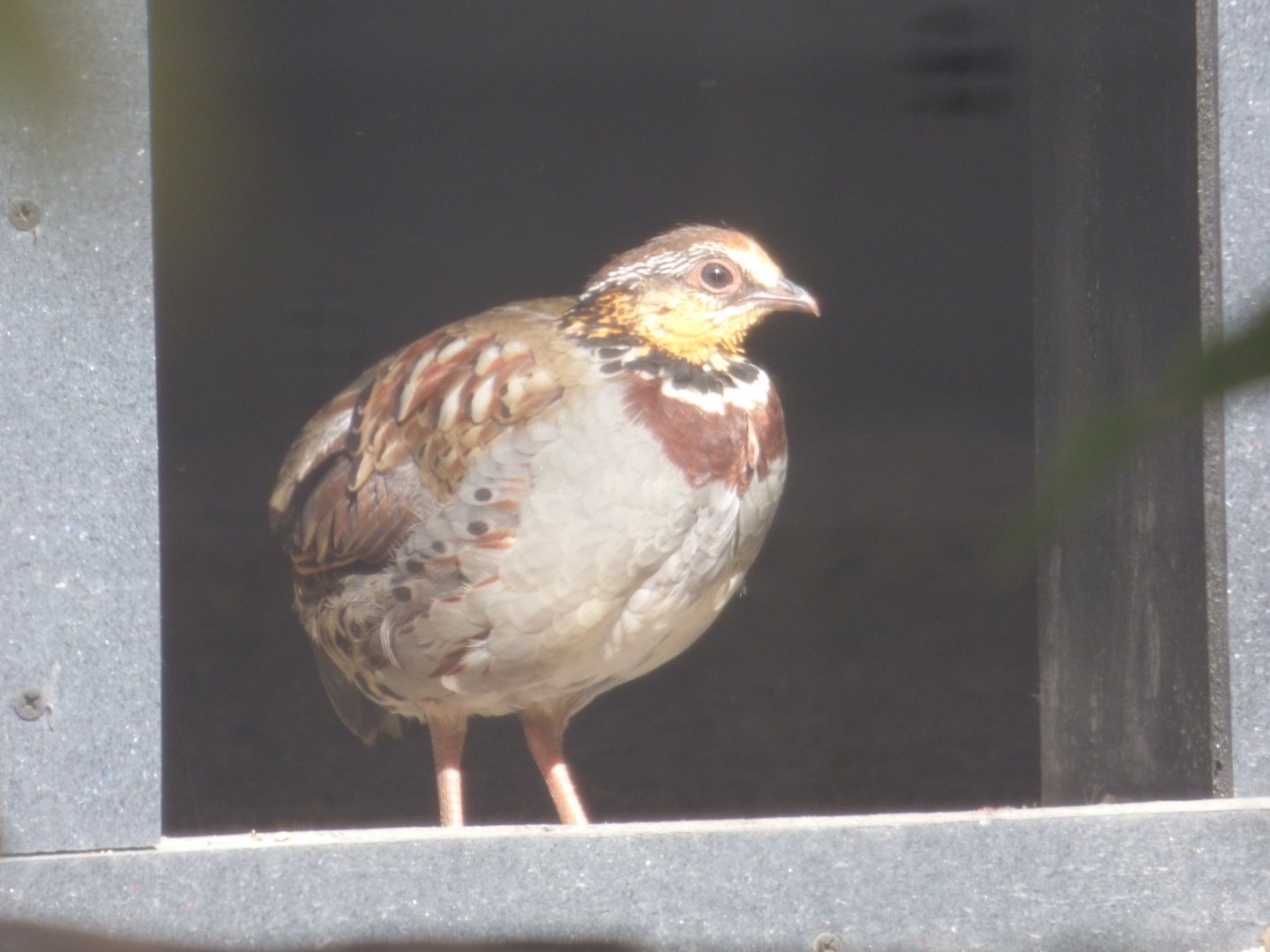 Collared Partridge