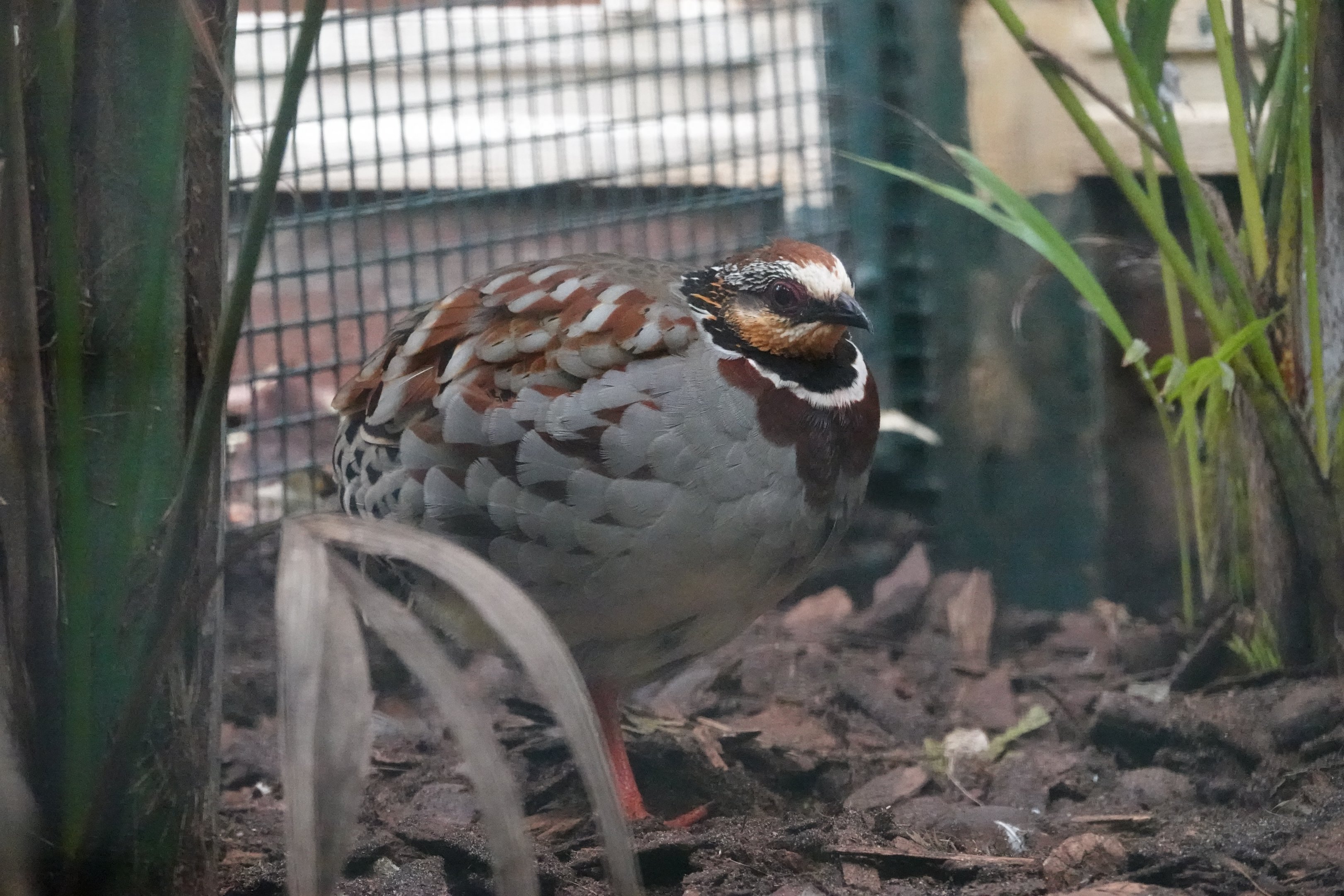 Collared partridge