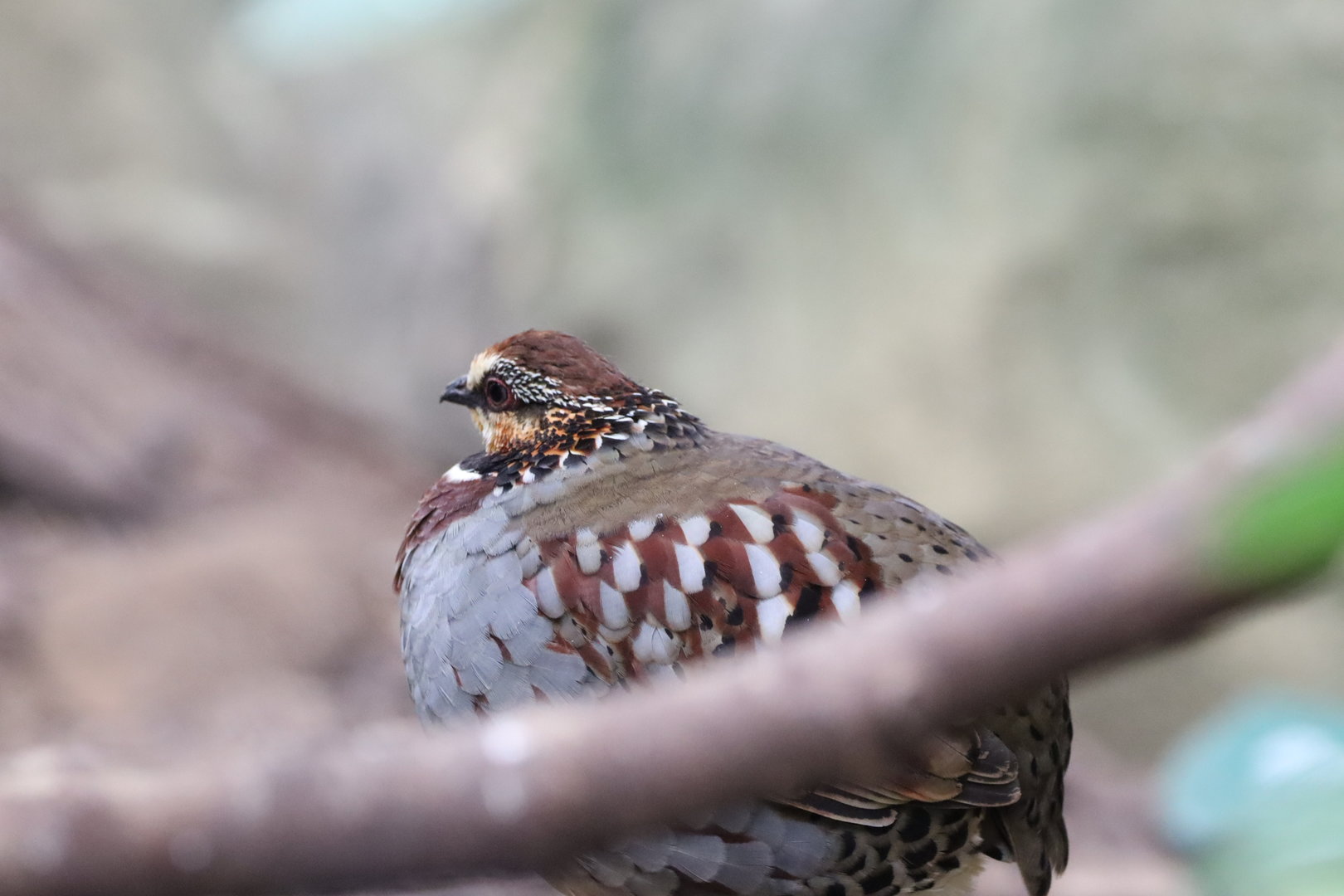 Collared Partridge