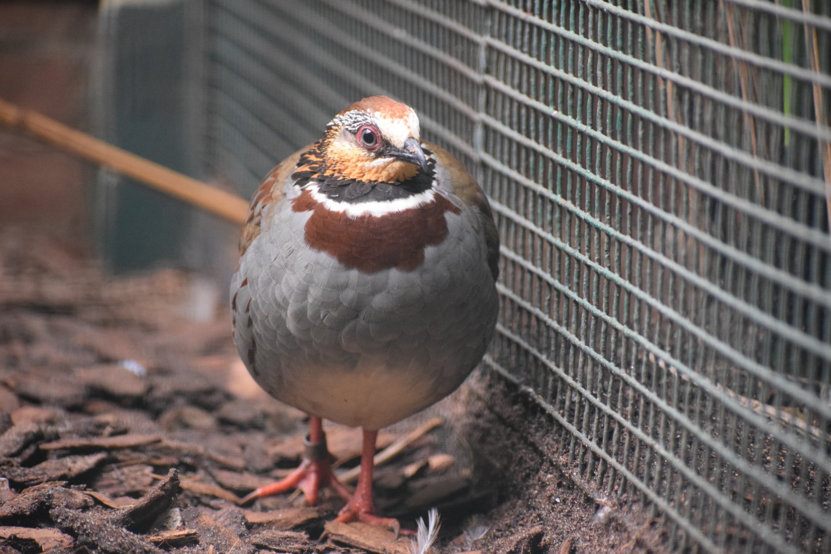 Collared partridge