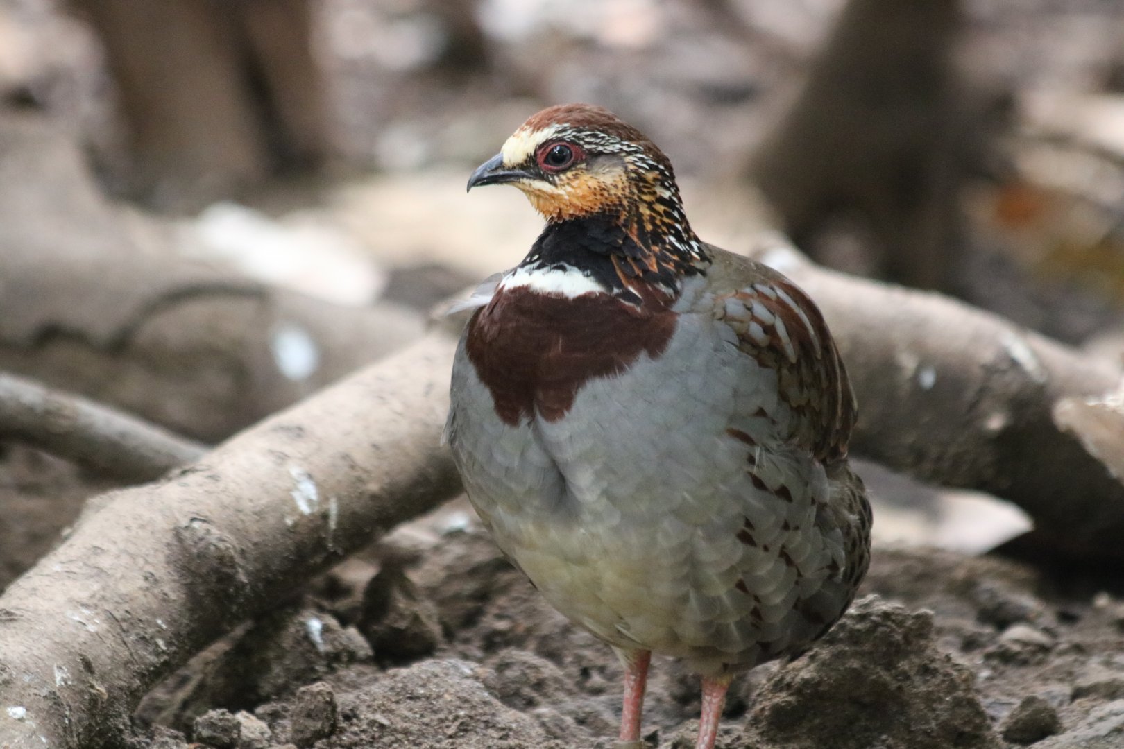 Collared Partridge