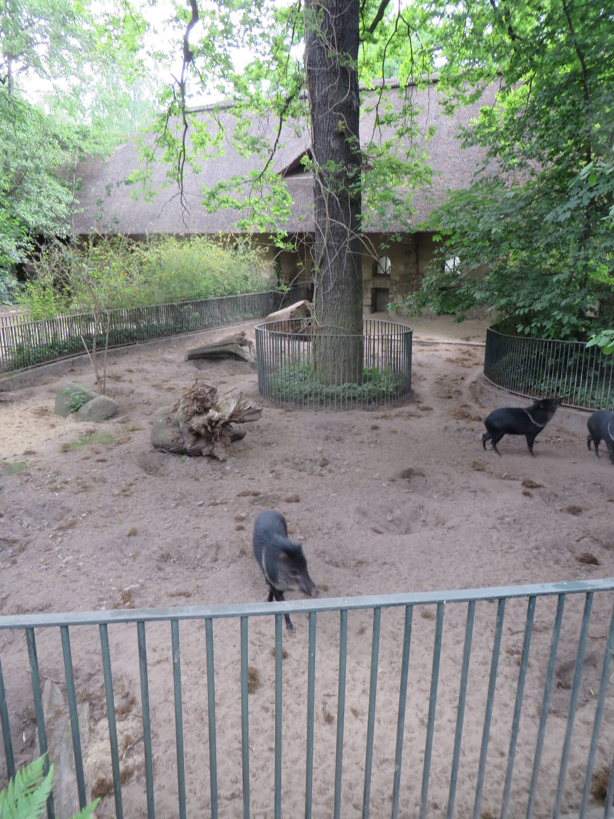 Collared pecari enclosure