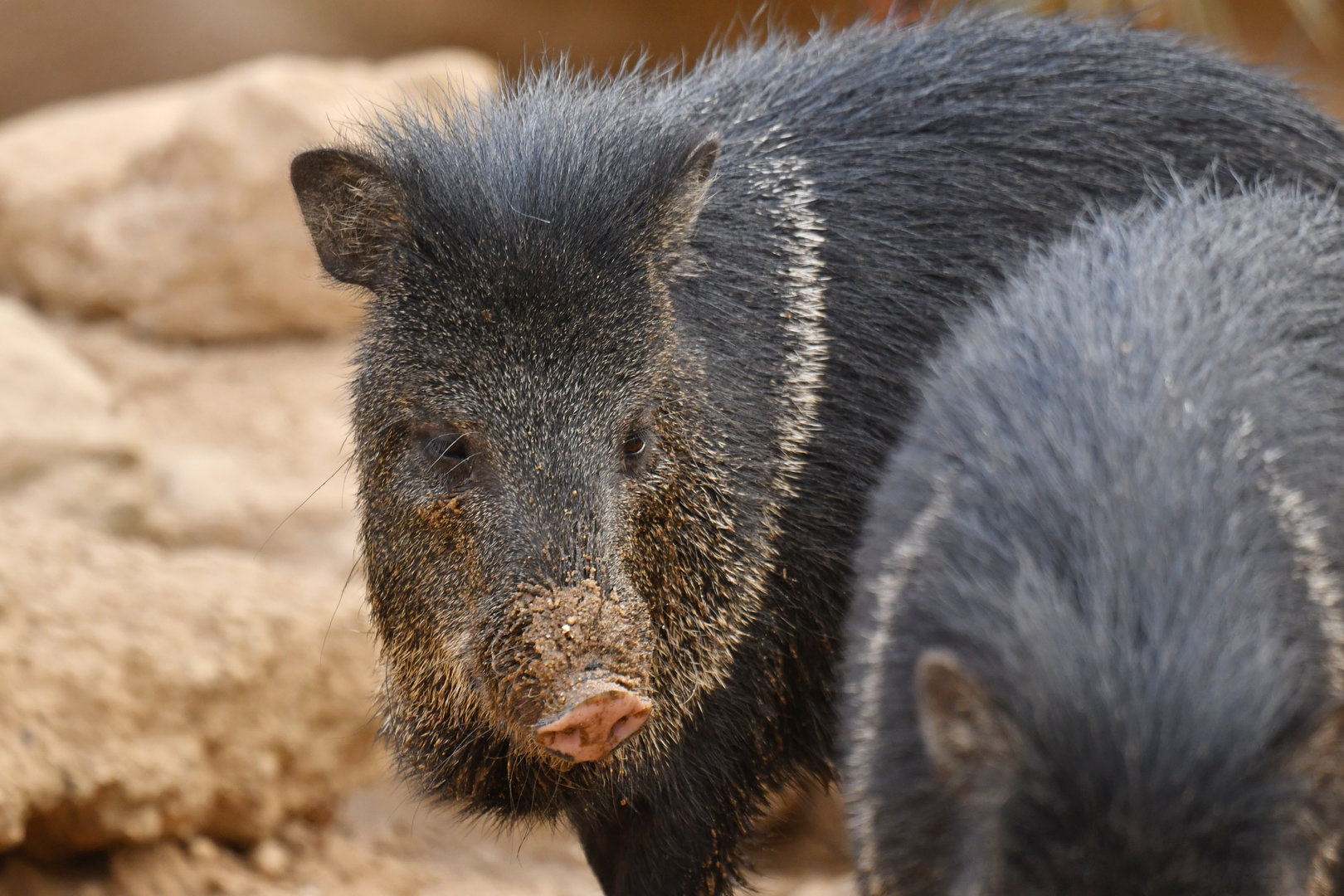 Collared pecari (Pecari tajacu)