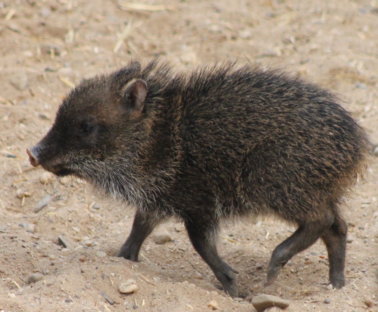 Collared pecari-piglet