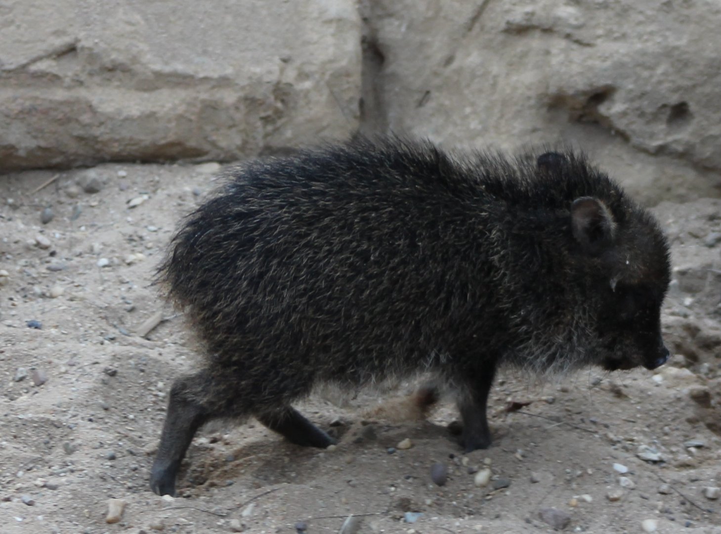 Collared pecari piglet