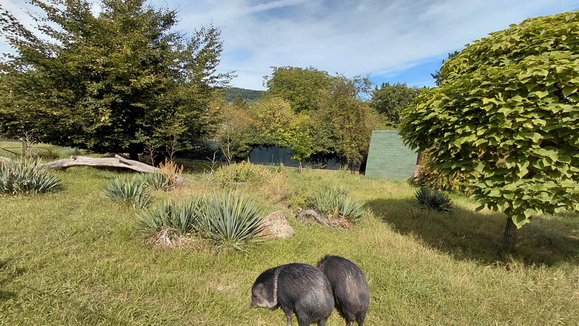 Collared pecary exhibit