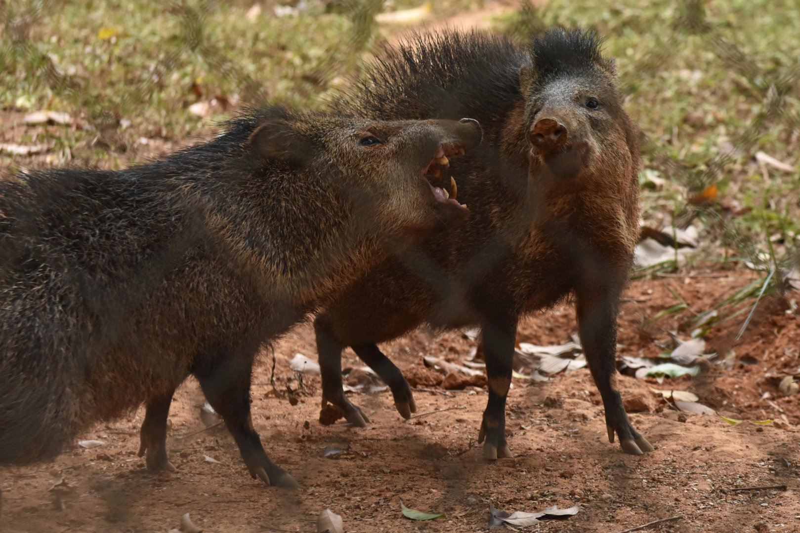 Collared pecary (Pecari tajacu)