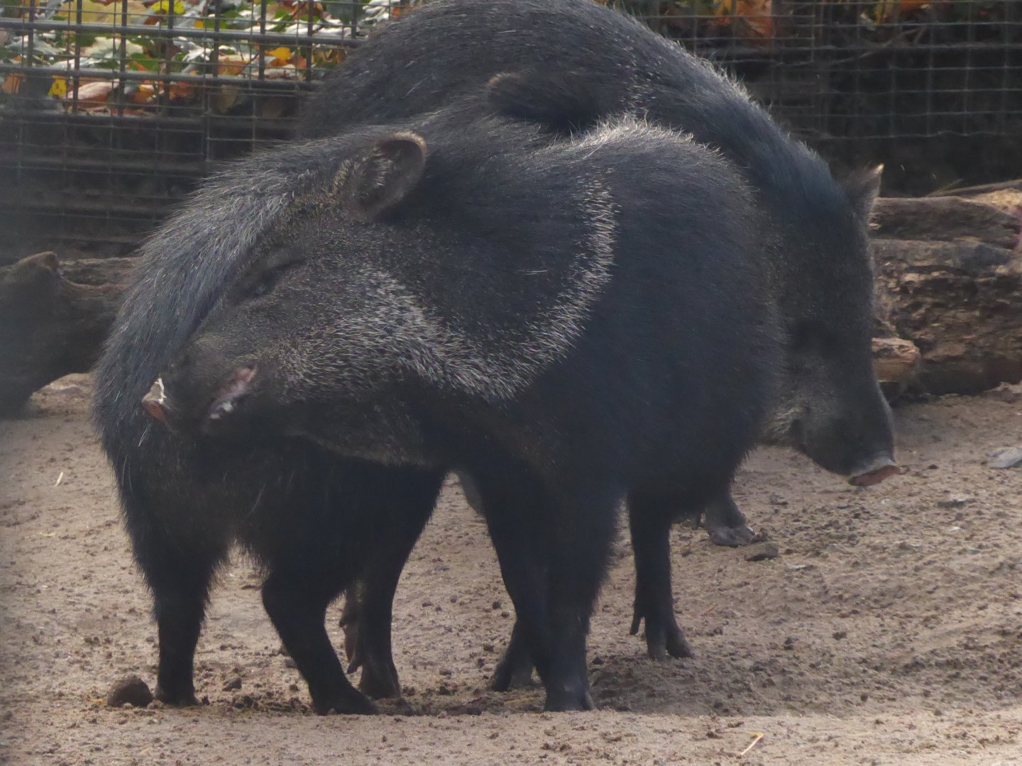 Collared peccaries 011218