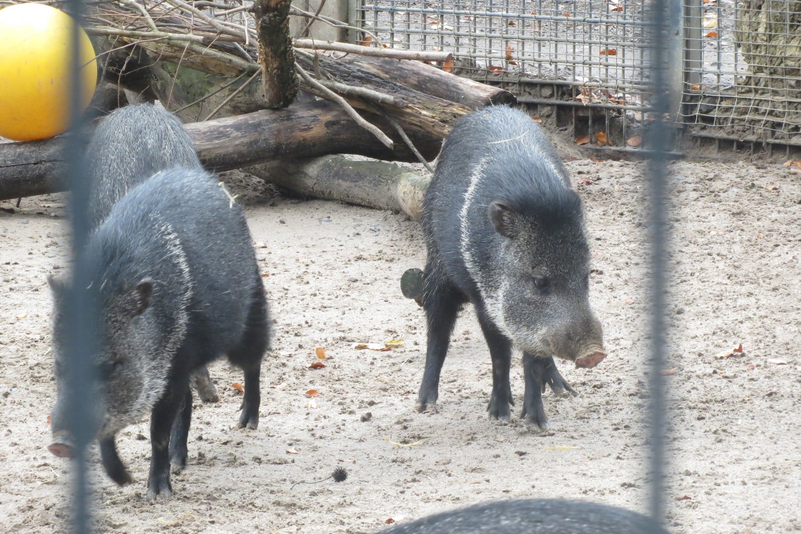 Collared peccaries 031218