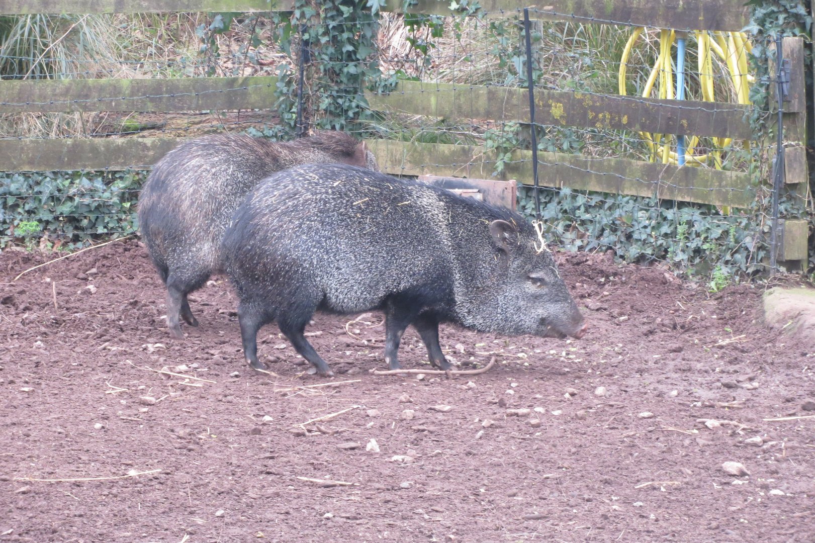 Collared peccaries 050119