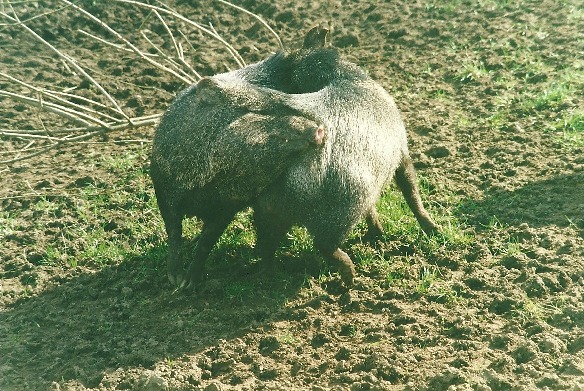 Collared Peccaries 11th March 2000